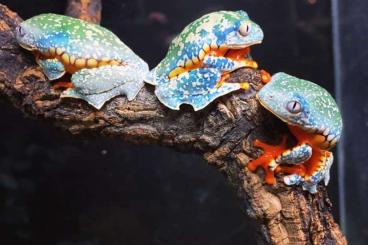 frogs kaufen und verkaufen Photo: Looking for a few different species of frog