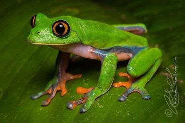 Frösche  kaufen und verkaufen Foto: Agylechnis Annea, blue sided leaf frog 