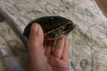 Turtles and Tortoises kaufen und verkaufen Photo: 2 Sternotherus odoratus Weibchen von 2020
