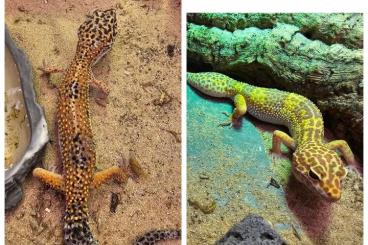 Geckos kaufen und verkaufen Photo: 110€ 2 seltene Leopardengeckos+Terrarium+Zubehör 