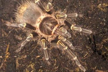 - bird spiders kaufen und verkaufen Photo: Grammostola pulchripes - Vogelspinne - bird spiders kaufen und verkaufen Photo: Grammostola pulchripes - Vogelspinne