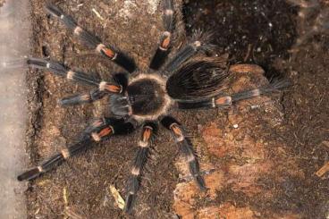 - bird spiders kaufen und verkaufen Photo: Brachypelma auratum - Vogelspinne - bird spiders kaufen und verkaufen Photo: Brachypelma auratum - Vogelspinne
