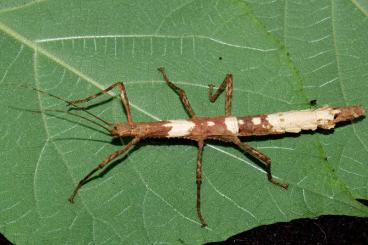 Insekten kaufen und verkaufen Foto: Creobroter Gemmatus, M. Harrisi Eximia,Lamponius Guerini, Sungaya Insekten kaufen und verkaufen Foto: Creobroter Gemmatus, M. Harrisi Eximia,Lamponius Guerini, Sungaya