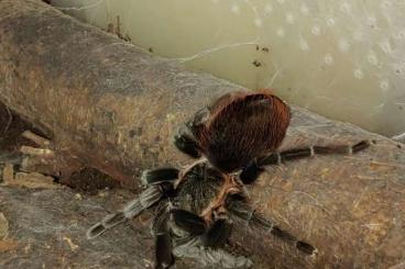 Vogelspinnen kaufen und verkaufen Foto: Brachypelma vagans dringend abzugeben