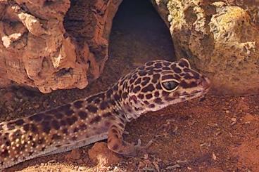 Geckos kaufen und verkaufen Foto: Neues Zuhause für unseren Gecko Rainbow