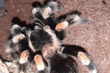 Vogelspinnen kaufen und verkaufen Foto: Brachypelma Smithi u. Grammostola