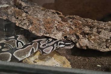 Königspythons kaufen und verkaufen Foto: Königspython, Ballpython mit großem Terrarium abzugeben 