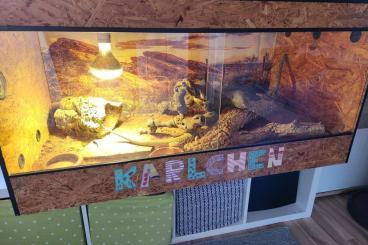 Bartagamen kaufen und verkaufen Foto: Bartagame mit Terrarium und Zubehör 