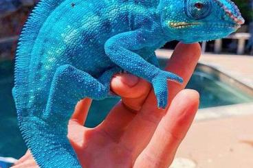 Chamaeleons kaufen und verkaufen Photo:  ich suche nach ein Männchen True Blue" Nosy Be panther chameleon