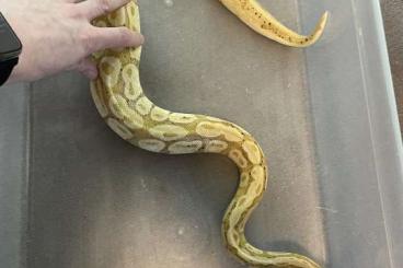 Königspythons kaufen und verkaufen Foto: Python regius Preis ist vb, wir werden uns bestimmt einig ????