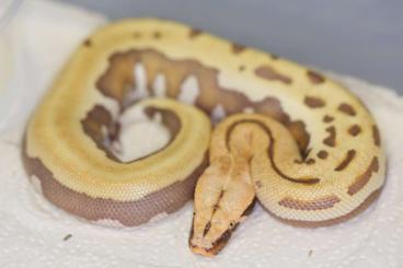 Pythons kaufen und verkaufen Foto: Bloodpython: VPI stripe Goldeneye cherrybomb T+ Albino !!!