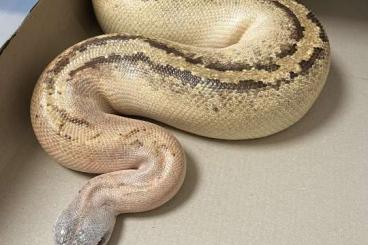Pythons kaufen und verkaufen Foto: Genetic Stripe Ivory Bloodpython!