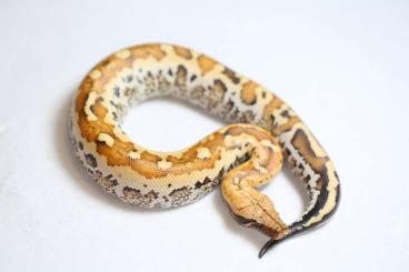 Pythons kaufen und verkaufen Photo: Matrix Bloodpython male cb2024 Pythons kaufen und verkaufen Photo: Matrix Bloodpython male cb2024