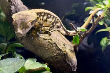 Geckos kaufen und verkaufen Foto: Kronengecko (Correlophus ciliatus)