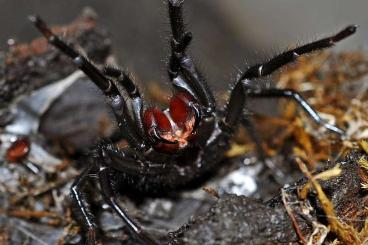 Spiders and Scorpions kaufen und verkaufen Photo: Suche Latrodectus Mactans und hasselti + Macrothele Gigas