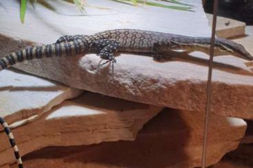 Monitor lizards kaufen und verkaufen Photo: V.Glauerti 0.0.1 Tendenz männlich 