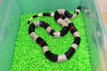 Snakes kaufen und verkaufen Photo: Pueblan Oreo,panda,Sockhead - WANTED!!!