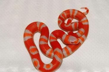 Schlangen kaufen und verkaufen Foto: Hondurensis Albino Tangerine Aberrant WANTED!!!