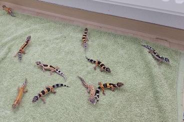 Geckos kaufen und verkaufen Foto: Leopardgecko Jungtiere  NZ 2023 