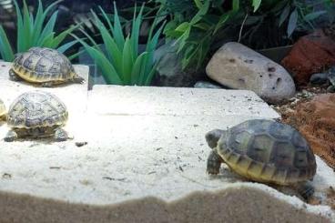 Tortoises kaufen und verkaufen Photo: 4 Maurische Landschildkröten NZ-2023 Freilandhaltung