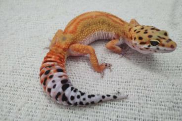 Geckos kaufen und verkaufen Photo: Available for Hamm Available for  Fair (Germany) on March 9.