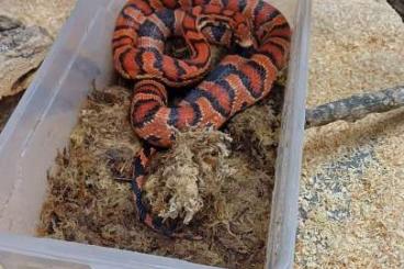 Snakes kaufen und verkaufen Photo: Kornnater rot/braun ca 4 Jahre alt 