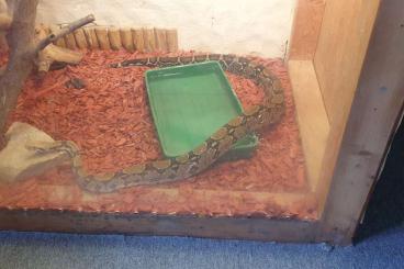 Boas kaufen und verkaufen Foto: BOA Kostenlos an Schlangenliebhaber ab