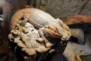 Bearded dragons kaufen und verkaufen Photo: In sehr gute Hände abzugeben 