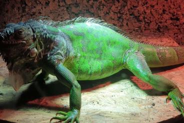 Lizards kaufen und verkaufen Photo: Grüner Leguan zwei Jahre alt nicht sehr zutraulich 