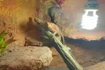 Bearded dragons kaufen und verkaufen Photo: 2 Bartagamen M/W mit Terrarium