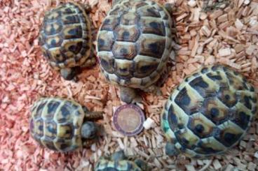 Turtles and Tortoises kaufen und verkaufen Photo: Griechische Landschildkröten 