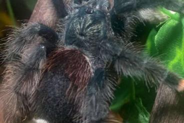 Vogelspinnen kaufen und verkaufen Foto: Avicularia Avicularia Males Männchen gesucht