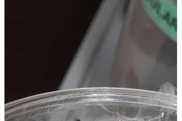 Vogelspinnen kaufen und verkaufen Foto:  Avicularia Metallica 2023