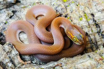 Snakes kaufen und verkaufen Photo: Boaedon Mentalis NC 2018 mâle 