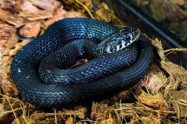 Snakes kaufen und verkaufen Photo: thamnophis eques cuitzeoensis 