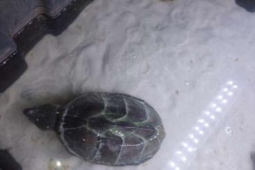 Turtles and Tortoises kaufen und verkaufen Photo: Verschenke meine 3 Hochrücken Moschus Schildkröten