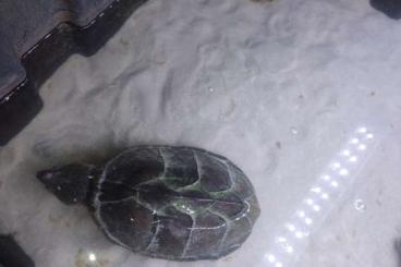 Schildkröten kaufen und verkaufen Foto: Verschenke meine 3 Hochrücken Moschus Schildkröten Schildkröten kaufen und verkaufen Foto: Verschenke meine 3 Hochrücken Moschus Schildkröten