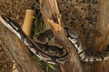 Ball Pythons kaufen und verkaufen Photo: Königspyton ca.115cm lang mit Terrarium