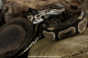 Ball Pythons kaufen und verkaufen Photo: Königspython weiblich 7Jahre zu verschenken