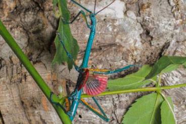 Insekten kaufen und verkaufen Foto: Achrioptera manga, Ramulus nematodes