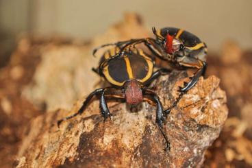 Insekten kaufen und verkaufen Foto: Beetles for sale available 