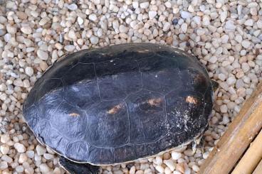 Schildkröten  kaufen und verkaufen Foto: Wasserschildkröte incl. Aquaterrarium