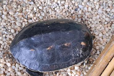 Turtles and Tortoises kaufen und verkaufen Photo: Wasserschildkröte incl. Aquaterrarium Turtles and Tortoises kaufen und verkaufen Photo: Wasserschildkröte incl. Aquaterrarium