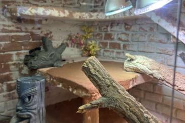 Agamen kaufen und verkaufen Foto: Drago sucht ein neues Zuhause mit Terrarium 
