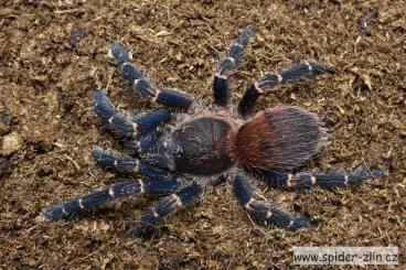 - bird spiders kaufen und verkaufen Photo: Ich biete diese Spinnen an