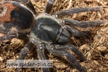 - bird spiders kaufen und verkaufen Photo: Ich biete diese Spinnen an