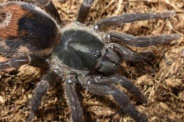 - bird spiders kaufen und verkaufen Photo:  Biete Vogelspinnen Ich biete diese Spinnen an 