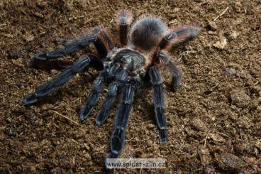 - bird spiders kaufen und verkaufen Photo: Biete Vogelspinnen Ich biete diese Spinnen an