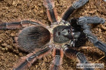 - bird spiders kaufen und verkaufen Photo: Bulk Psalmopoeus victori,Birupes simoroxigorum,N. sp. Panama ...