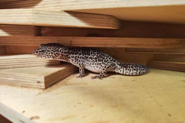 Geckos kaufen und verkaufen Foto: 0.5 Leopardgeckos abzugeben Geckos kaufen und verkaufen Foto: 0.5 Leopardgeckos abzugeben
